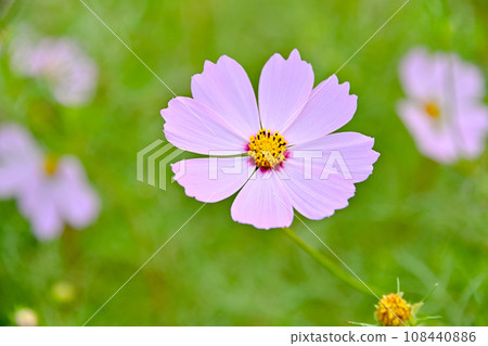 秋花波斯菊 108440886