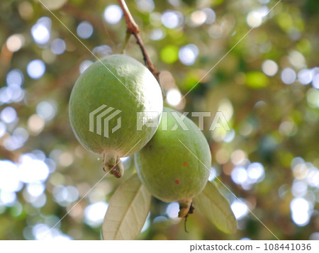 Feijoa tree blue sky 108441036