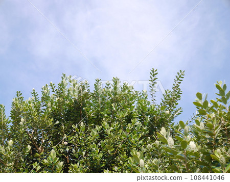 費約果樹藍天 費約果樹藍天 108441046