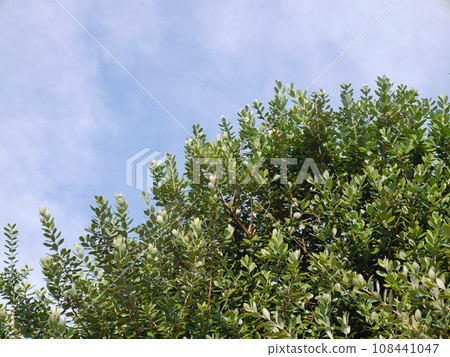 費約果樹藍天 108441047