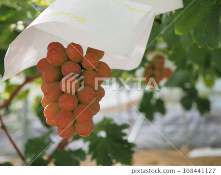Kai Berry 7 108441127