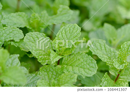 Spearmint Spearmint 108441307