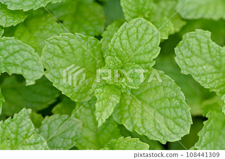 薄荷 108441309