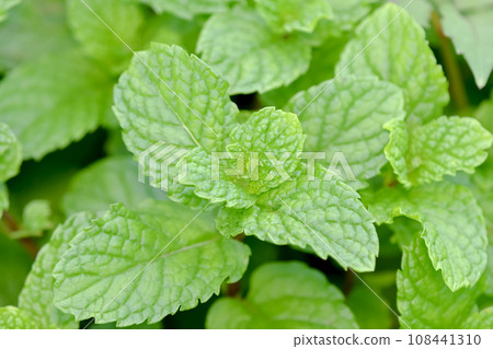 薄荷 108441310