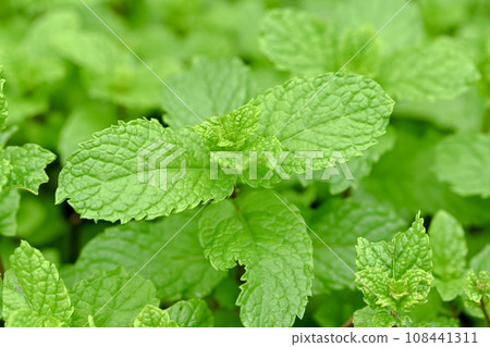 薄荷 108441311