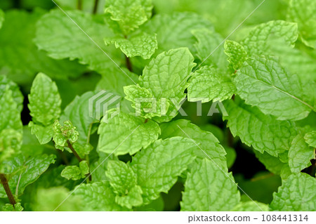 Spearmint Spearmint 108441314
