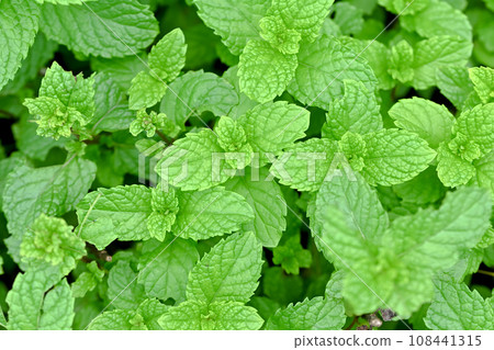 Spearmint Spearmint 108441315