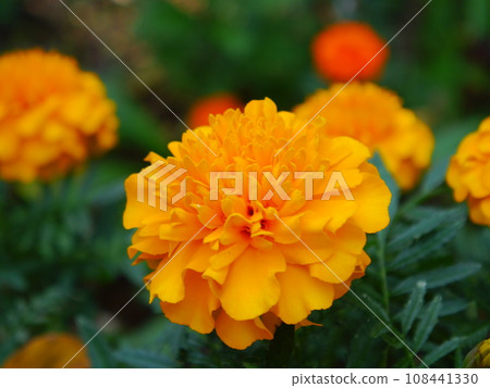 橙色萬壽菊花 108441330