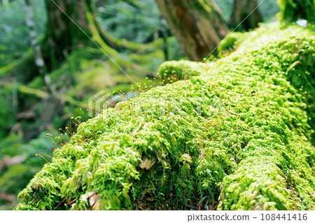 原始森林裡的苔蘚在燈光下閃閃發光 108441416