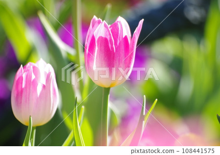 Hanana Garden (Kanagawa) pink tulips Hanana Garden (Kanagawa) pink tulips 108441575