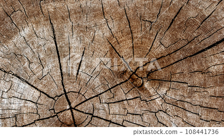 Close-up of a cross section of a rotten tree Close-up of a cross section of a rotten tree 108441736