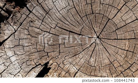 Close-up of a cross section of a rotten tree Close-up of a cross section of a rotten tree 108441743