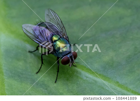 House Fly, Flesh Fly or Meat Fly Sarcophagidae Parasite Insect Pest on green leaves House Fly, Flesh Fly or Meat Fly Sarcophagidae Parasite Insect Pest on green leaves 108441889