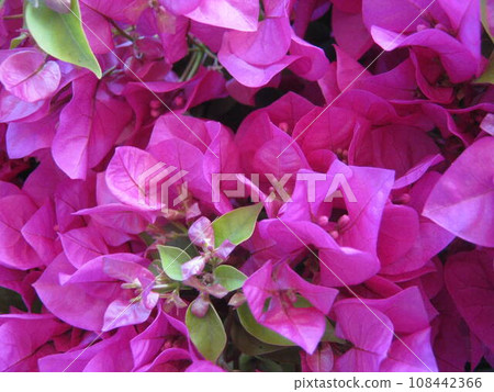 粉紅色九重葛花的特寫 108442366