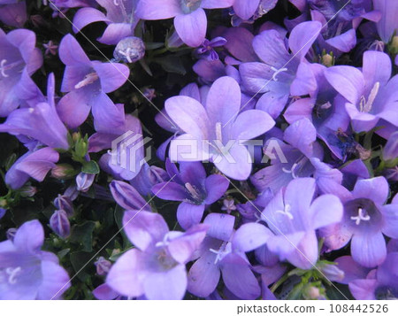 淺紫色風鈴草花 108442526