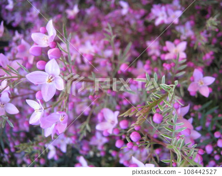 粉紅色的博洛尼亞花 粉紅色的博洛尼亞花 108442527