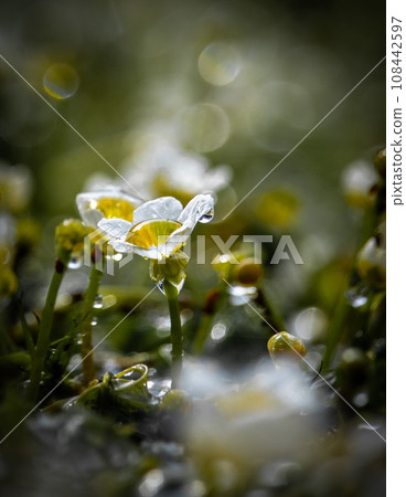 Baika algae bathed in light 108442597