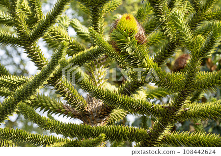 Araucaria araucana tree Araucaria araucana tree 108442624