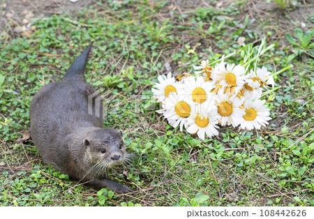 Oriental small-clawed otter Oriental small-clawed otter 108442626