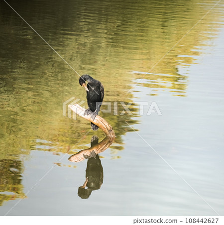 a cormorant 108442627