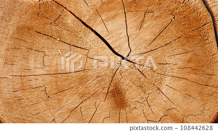 Close-up of a cross section of wood 108442628