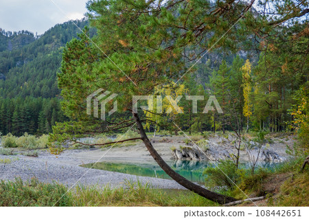 Closeup of slanted tree at lake shore during autumn at Altai, Russia Closeup of slanted tree at lake shore during autumn at Altai, Russia 108442651