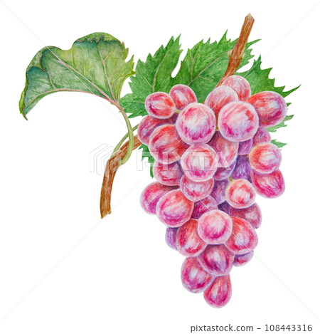 A bunch of dark grapes. Watercolor hand drawn botanical illustration. Ingredient in wine, vinegar, juice, cosmetics. Clip art for menus of restaurants, cafes, packaging of farm goods, vegan products 108443316