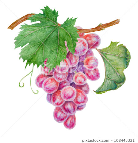 A bunch of dark grapes. Watercolor hand drawn botanical illustration. Ingredient in wine, vinegar, juice, cosmetics. Clip art for menus of restaurants, cafes, packaging of farm goods, vegan products A bunch of dark grapes. Watercolor hand drawn botanical illustration. Ingredient in wine, vinegar, juice, cosmetics. Clip art for menus of restaurants, cafes, packaging of farm goods, vegan products 108443321