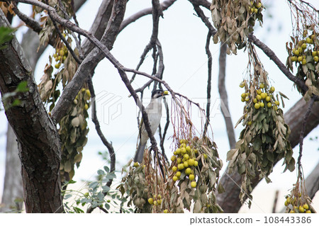 Aconite foraging on a fruit tree Aconite foraging on a fruit tree 108443386