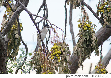 Aconite foraging on a fruit tree Aconite foraging on a fruit tree 108443389