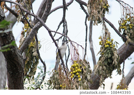 果樹上覓食的烏頭翁 果樹上覓食的烏頭翁 108443393