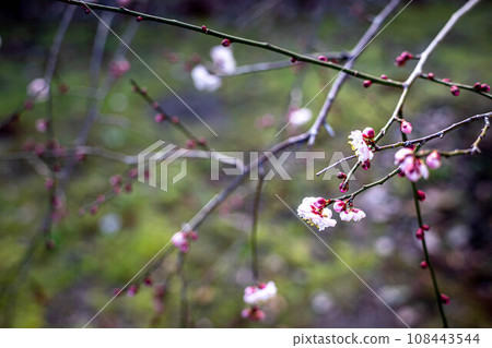 Plum blossoms starting to bloom against the moss bed during the New Year at Kitano Tenmangu Shrine 108443544