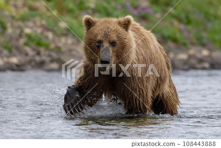 Brown Bear Fishing for Sockeye Salmon in Alaksa  108443888