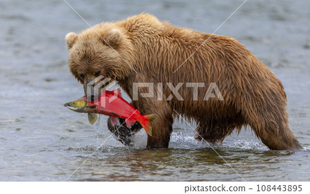 Brown Bear Fishing for Sockeye Salmon in Alaksa  108443895