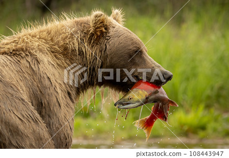Brown Bear Fishing for Sockeye Salmon in Alaksa  108443947