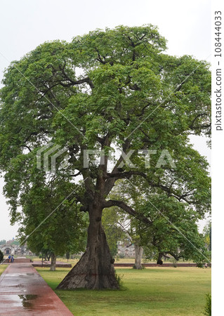A tall green chestnut tree in the park. An old tree with a wide trunk in South Asia, Punjab. Vertical photo. A tall green chestnut tree in the park. An old tree with a wide trunk in South Asia, Punjab. Vertical photo. 108444033