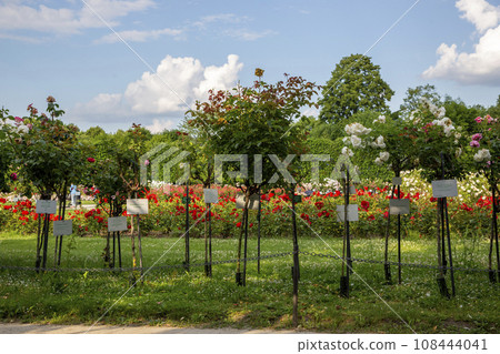 Rose Garden in Schoenbrunn Palace Park 108444041