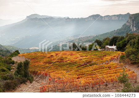 Autumn in a vineyard in the mountains. Agriculture. 108444273