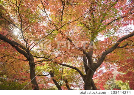 Bright red autumn leaves, forest of autumn leaves, autumn leaves, autumn leaves looking up Bright red autumn leaves, forest of autumn leaves, autumn leaves, autumn leaves looking up 108444274