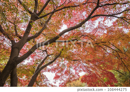 Bright red autumn leaves, forest of autumn leaves, autumn leaves, autumn leaves looking up Bright red autumn leaves, forest of autumn leaves, autumn leaves, autumn leaves looking up 108444275