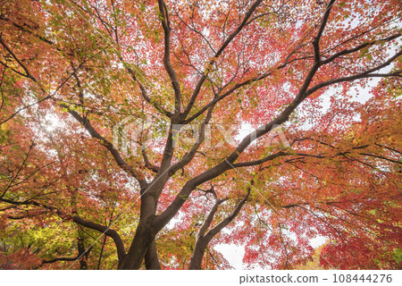 Bright red autumn leaves, forest of autumn leaves, autumn leaves, autumn leaves looking up Bright red autumn leaves, forest of autumn leaves, autumn leaves, autumn leaves looking up 108444276
