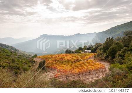 Autumn in a vineyard in the mountains. Agriculture. 108444277