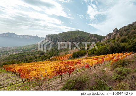 Autumn in a vineyard in the mountains. Agriculture. 108444279