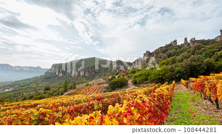 Autumn in a vineyard in the mountains. Agriculture. 108444281