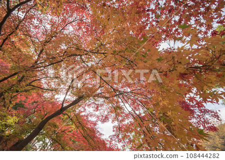 Bright red autumn leaves, forest of autumn leaves, autumn leaves, autumn leaves looking up 108444282