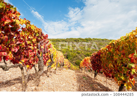 Autumn in a vineyard in the mountains. Agriculture. Autumn in a vineyard in the mountains. Agriculture. 108444285