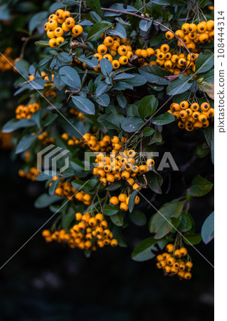 Ripe yellow rowan berries Ripe yellow rowan berries 108444314