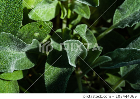 Close up of green leaves of sage herb 108444369