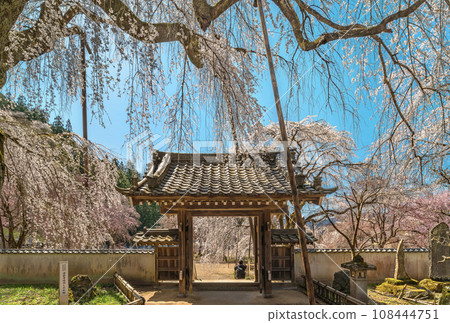 [埼玉/秩父] 俯瞰盛開的青雲寺大門，壯觀的垂枝櫻花。 108444751