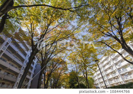 Forest of autumn leaves, buildings and autumn leaves, autumn leaves of an apartment, condominium public corporation, autumn leaves, autumn leaves looking up, yellow leaves Forest of autumn leaves, buildings and autumn leaves, autumn leaves of an apartment, condominium public corporation, autumn leaves, autumn leaves looking up, yellow leaves 108444766